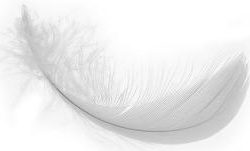 Down & Feather 25/75 Blend - 25 pound box